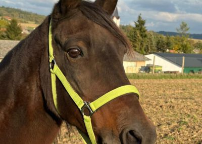 Bailarina | Paso Fino