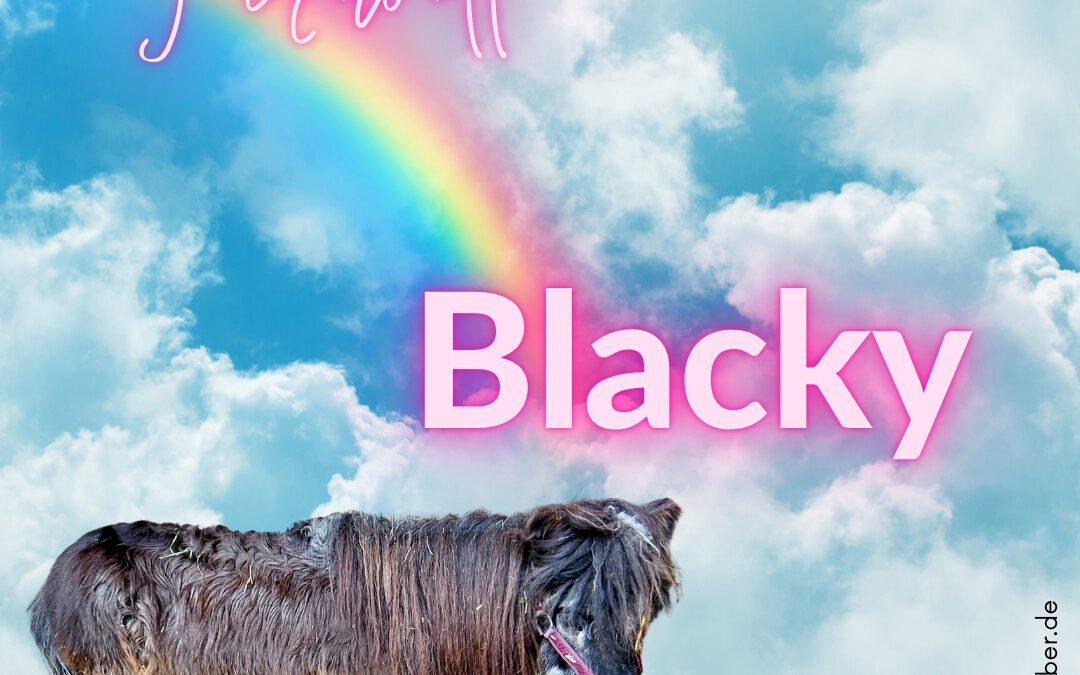Blacky | Shetland-Pony