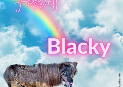 Blacky | Shetland-Pony