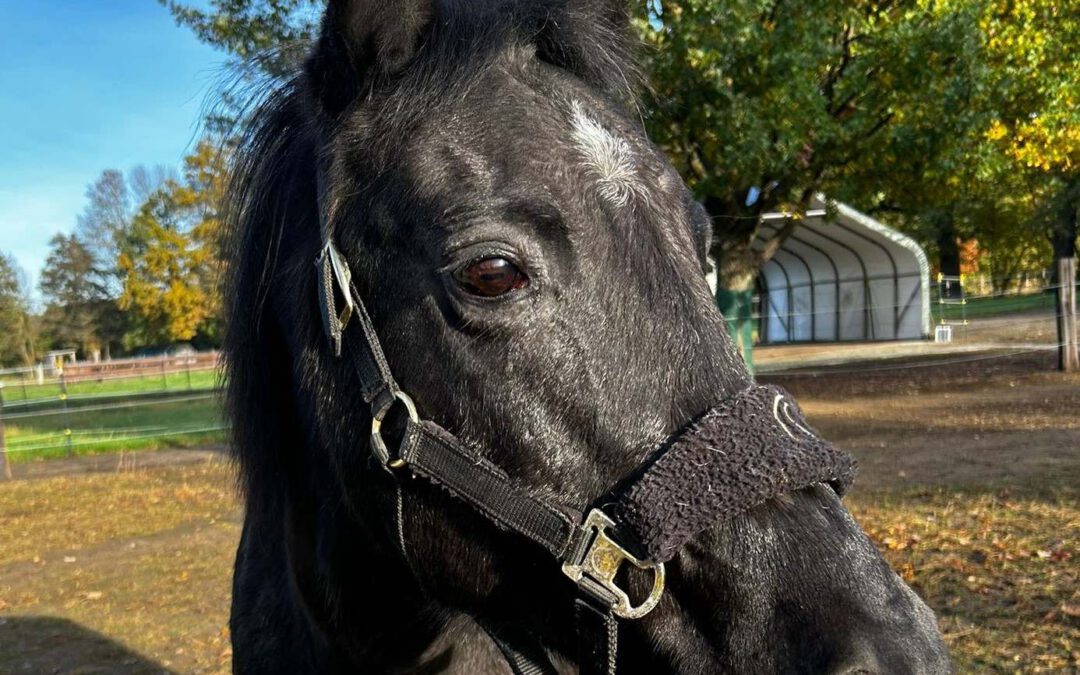 Maja Noir | New Forest Pony