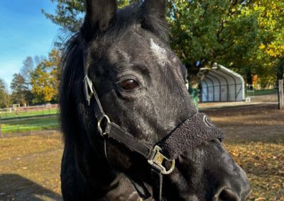 Maja Noir | New Forest Pony