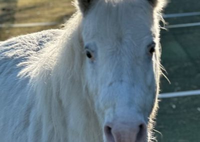 Snowflake | Appaloosa-Pony