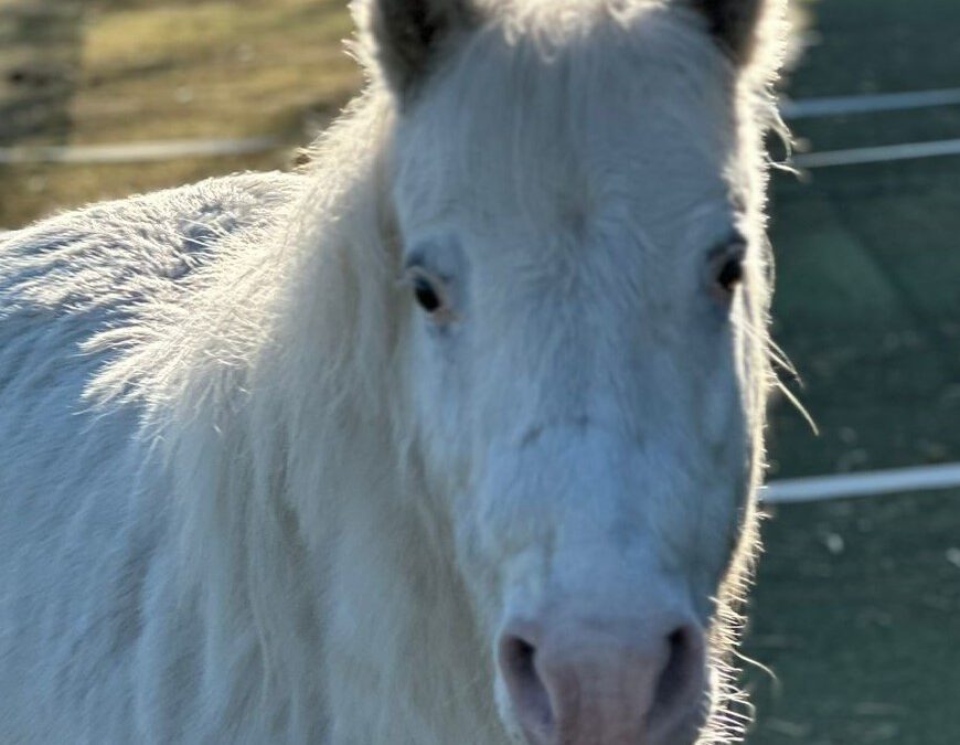Snowflake | Appaloosa-Pony