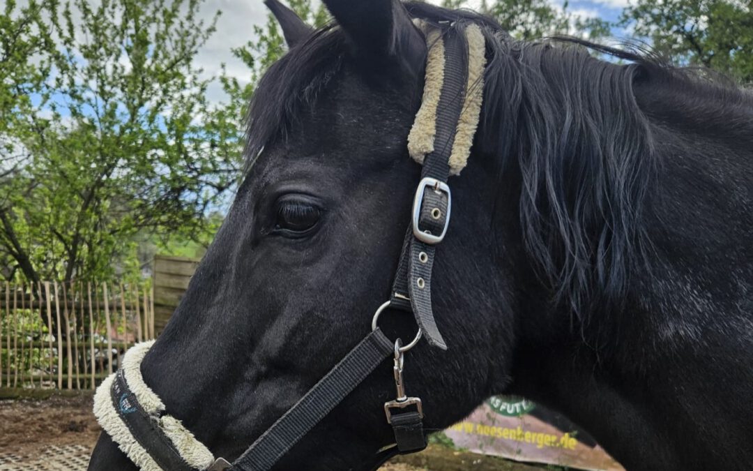 Dakota | Deutsches Sportpferd