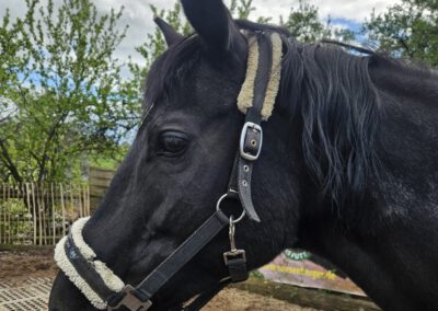 Dakota | Deutsches Sportpferd