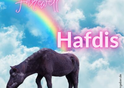 Hafdis | Islandpferd