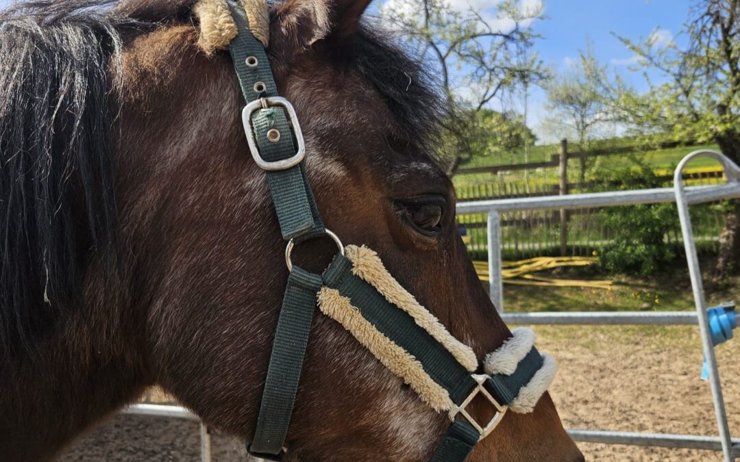 Hazel | Deutsches Sportpferd