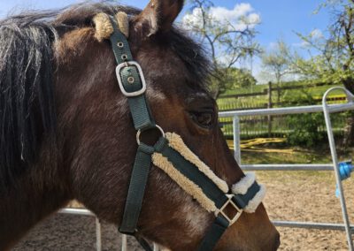 Hazel | Deutsches Sportpferd