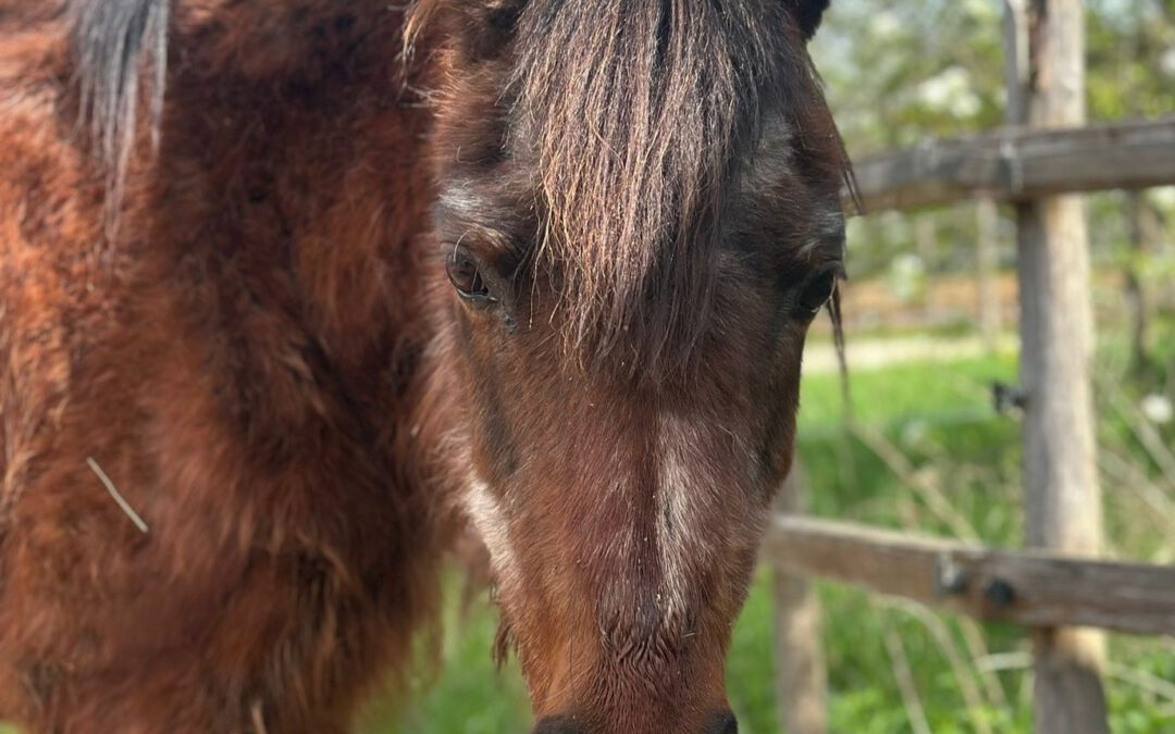 Jutta | Welsh Pony