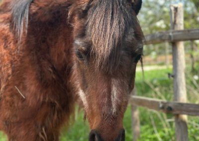 Jutta | Welsh Pony